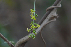 Tinospora cordifolia